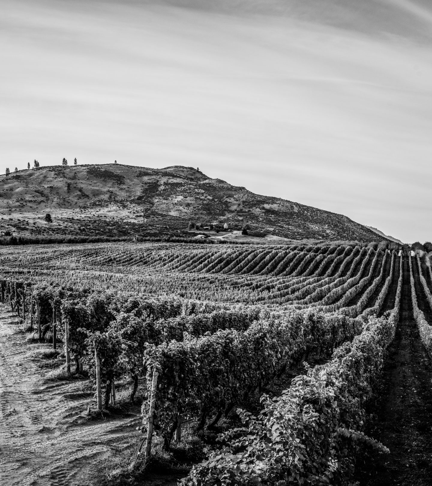 chardonnay-alternating-2