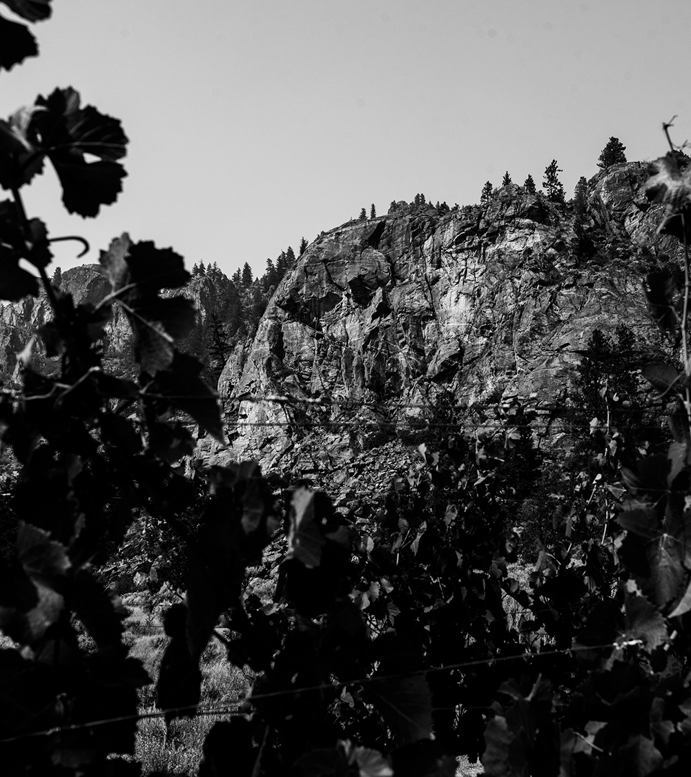 View of Jagged Rock Vineyard on the Black Sage Bench