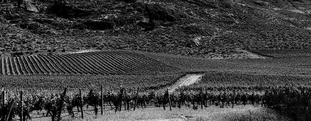 Border Vista Vineyard Okanagan Valley