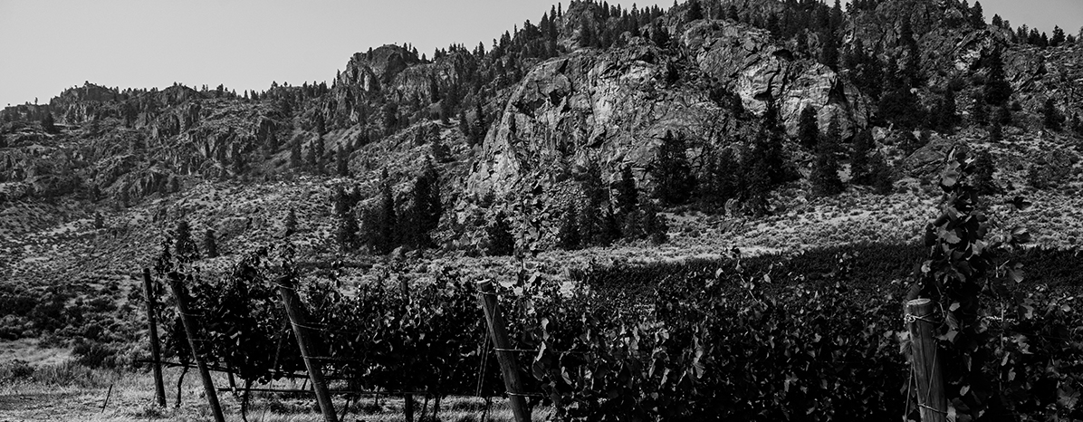 Jagged Rock Vineyard in Okanagan Valley